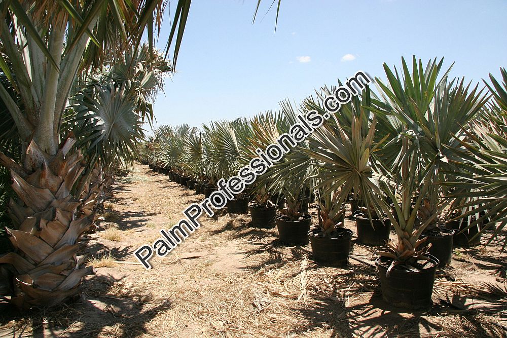 bismarckia-nobilis-silver-bismarck-palm
