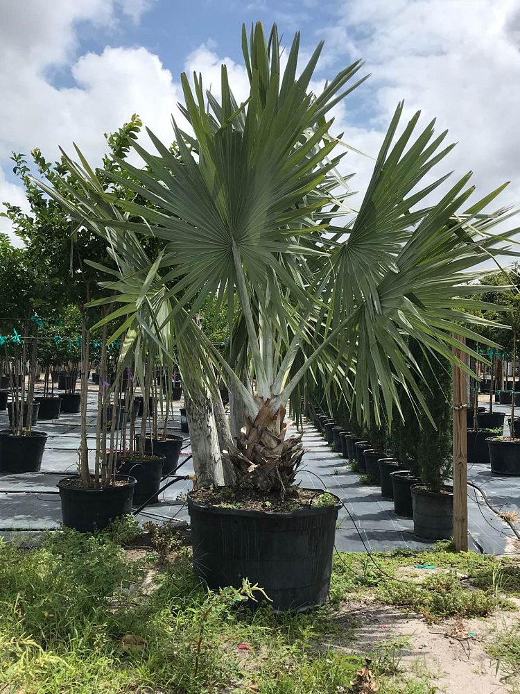 bismarckia-nobilis-silver-bismarck-palm