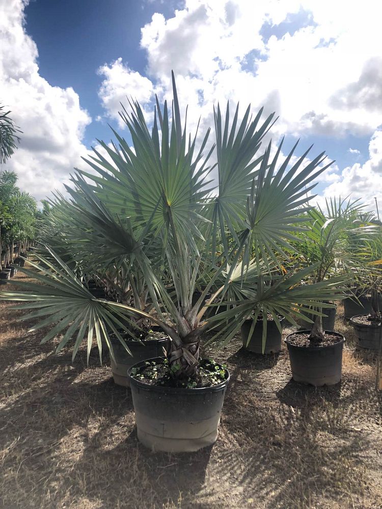 bismarckia-nobilis-silver-bismarck-palm