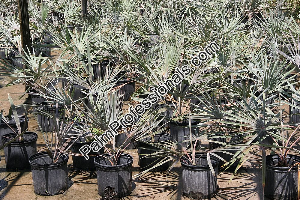 bismarckia-nobilis-silver-bismarck-palm
