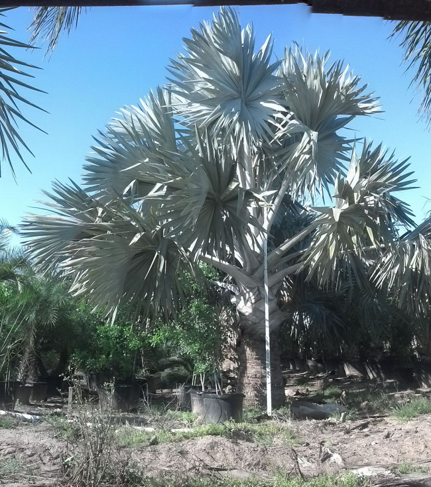 bismarckia-nobilis-silver-bismarck-palm