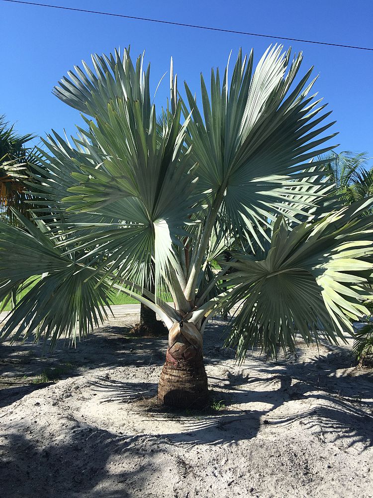 bismarckia-nobilis-silver-bismarck-palm