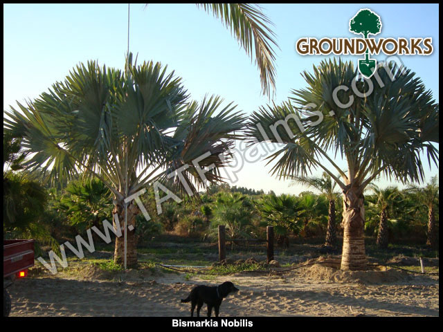 bismarckia-nobilis-silver-bismarck-palm