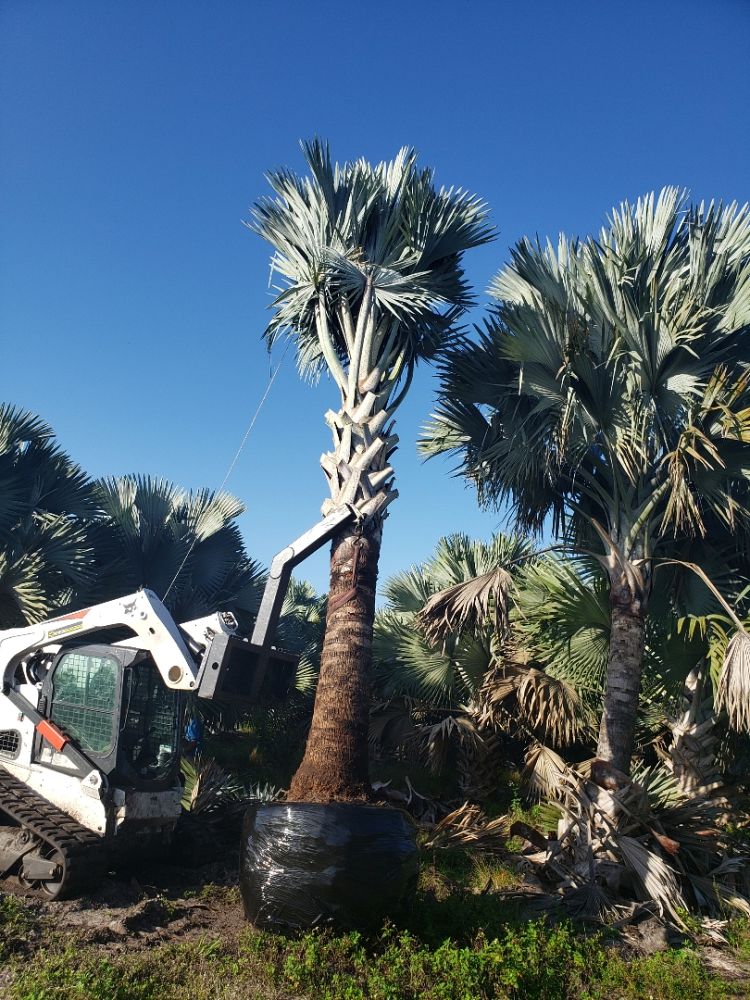 bismarckia-nobilis-silver-bismarck-palm