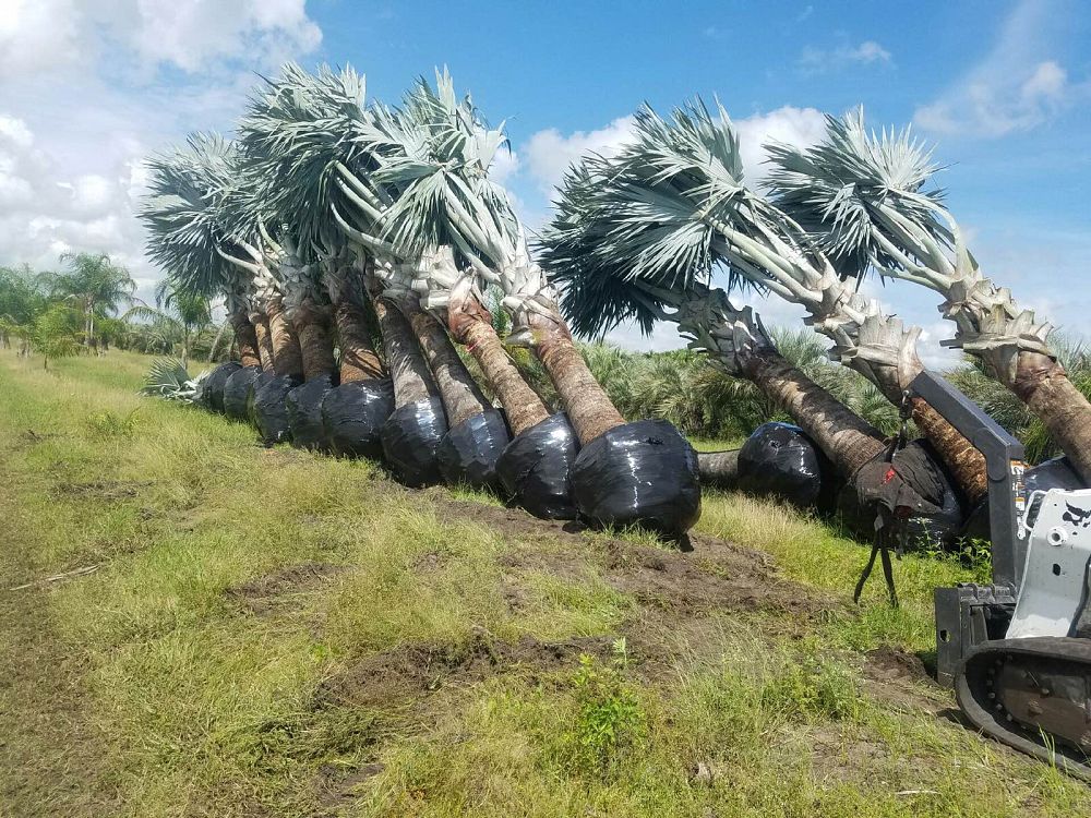 bismarckia-nobilis-silver-bismarck-palm