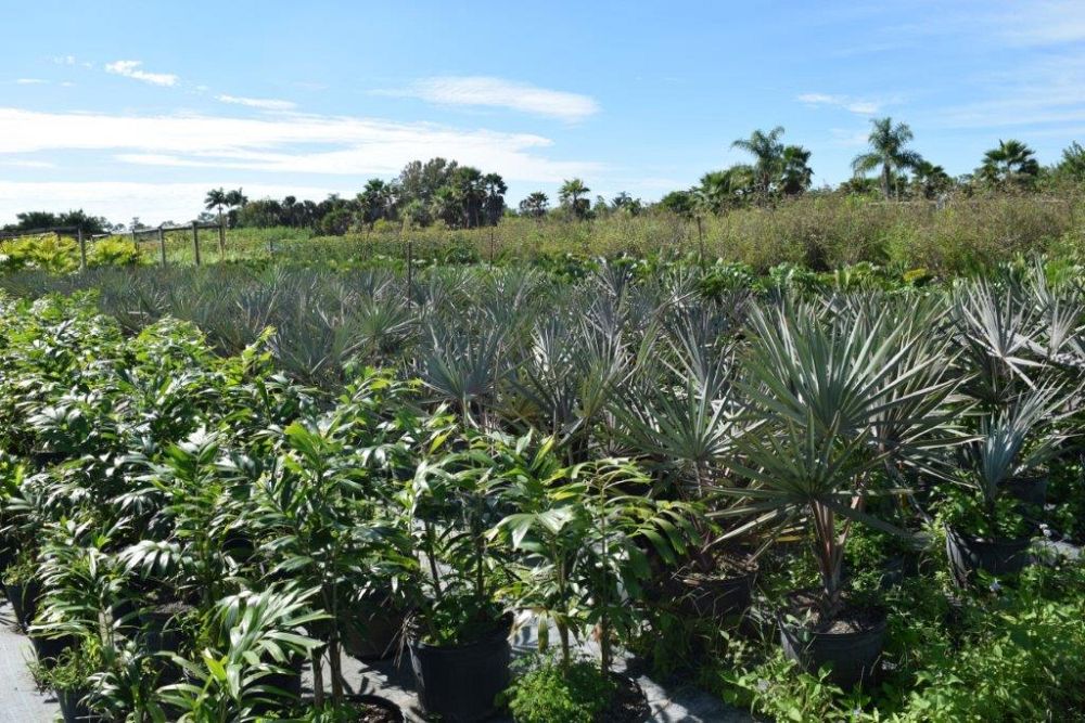bismarckia-nobilis-silver-bismarck-palm