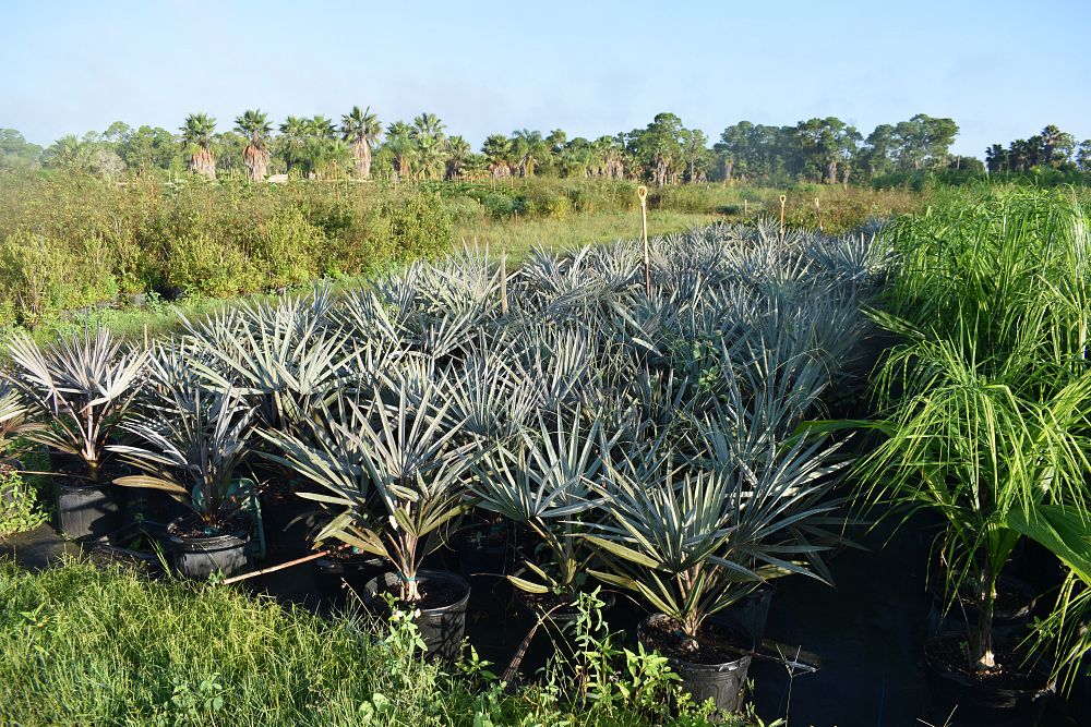 bismarckia-nobilis-silver-bismarck-palm