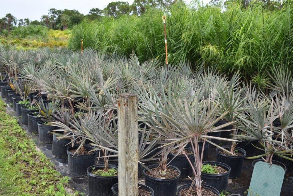 bismarckia-nobilis-silver-bismarck-palm