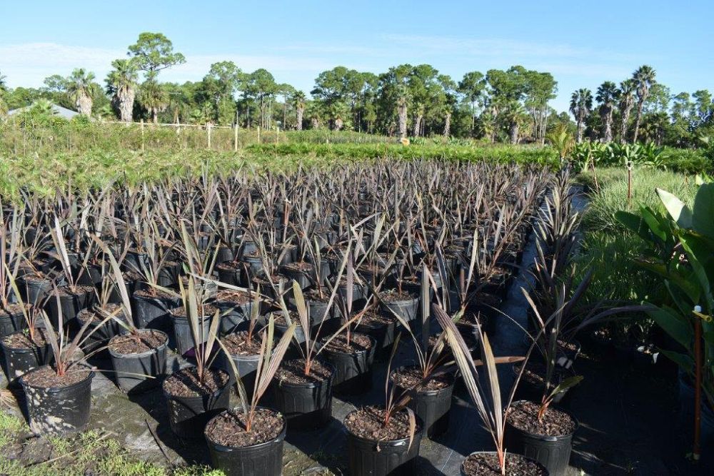 bismarckia-nobilis-silver-bismarck-palm
