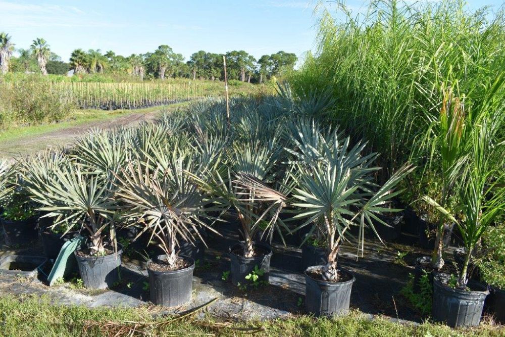bismarckia-nobilis-silver-bismarck-palm