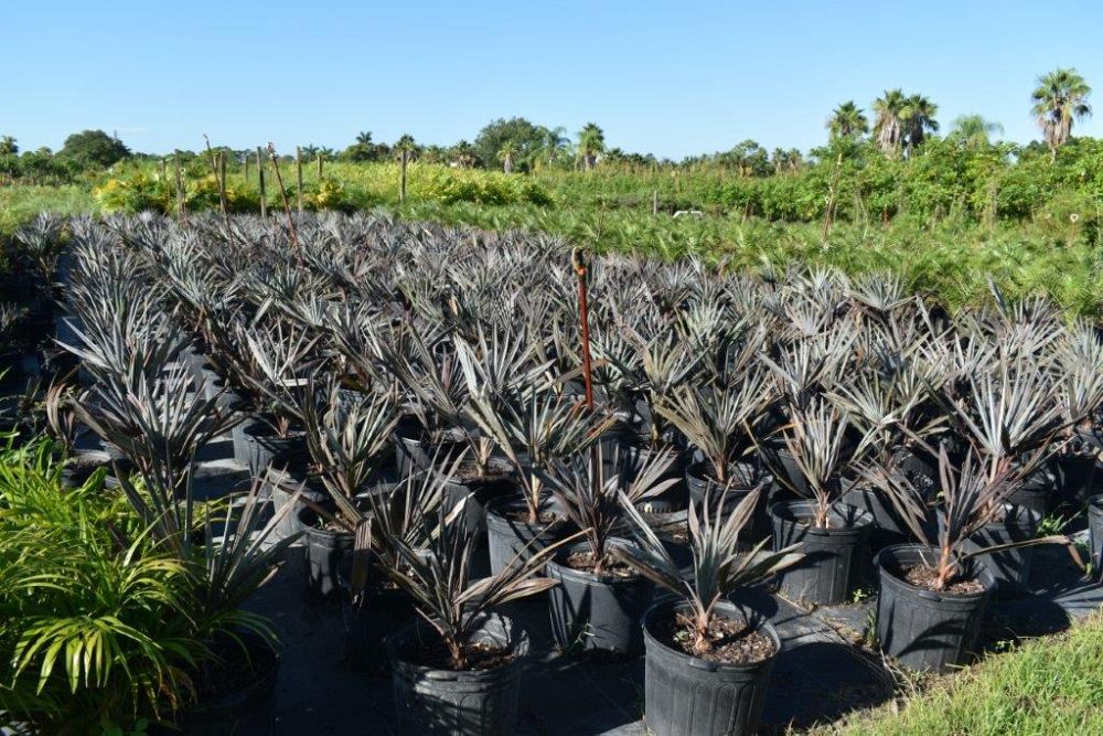 bismarckia-nobilis-silver-bismarck-palm