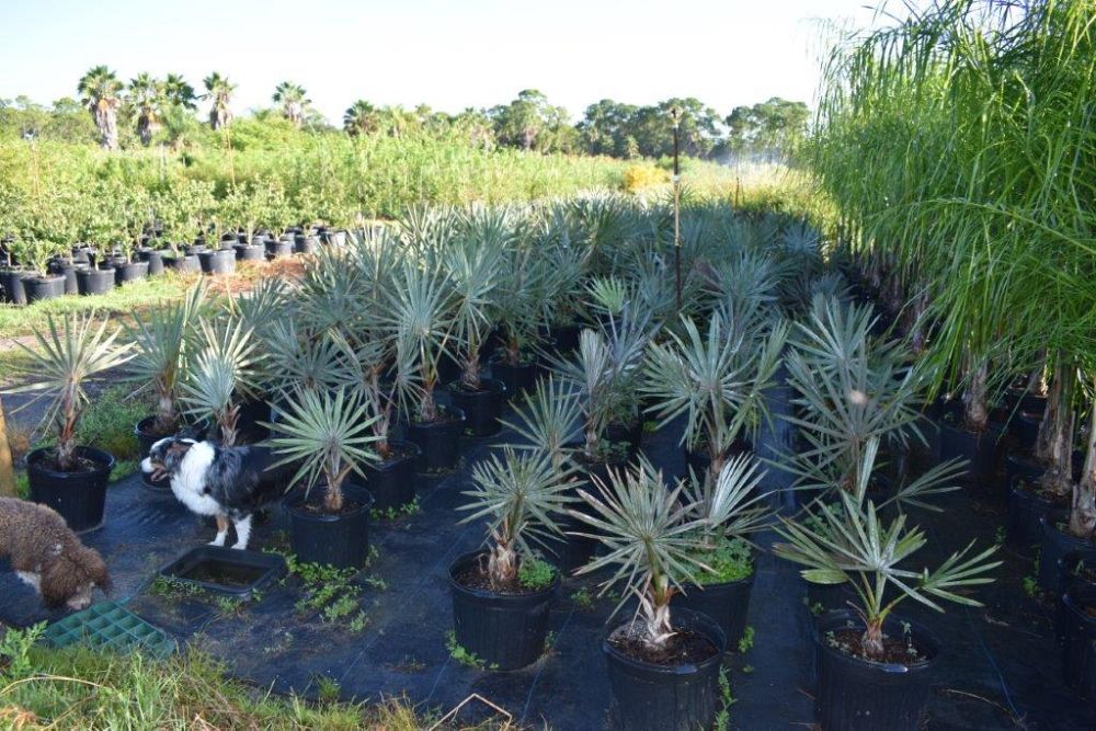 bismarckia-nobilis-silver-bismarck-palm