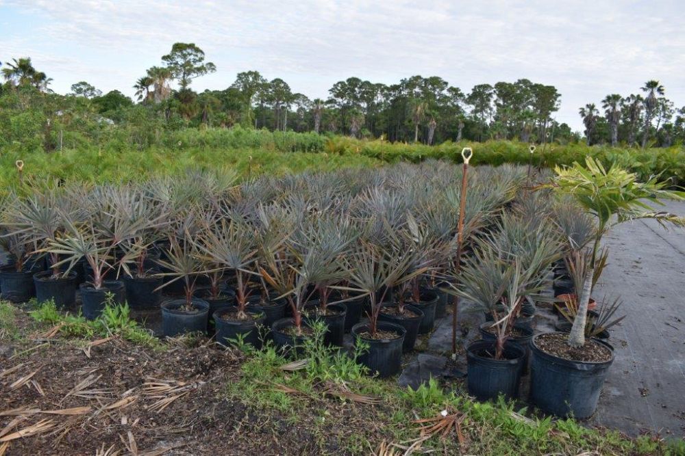 bismarckia-nobilis-silver-bismarck-palm