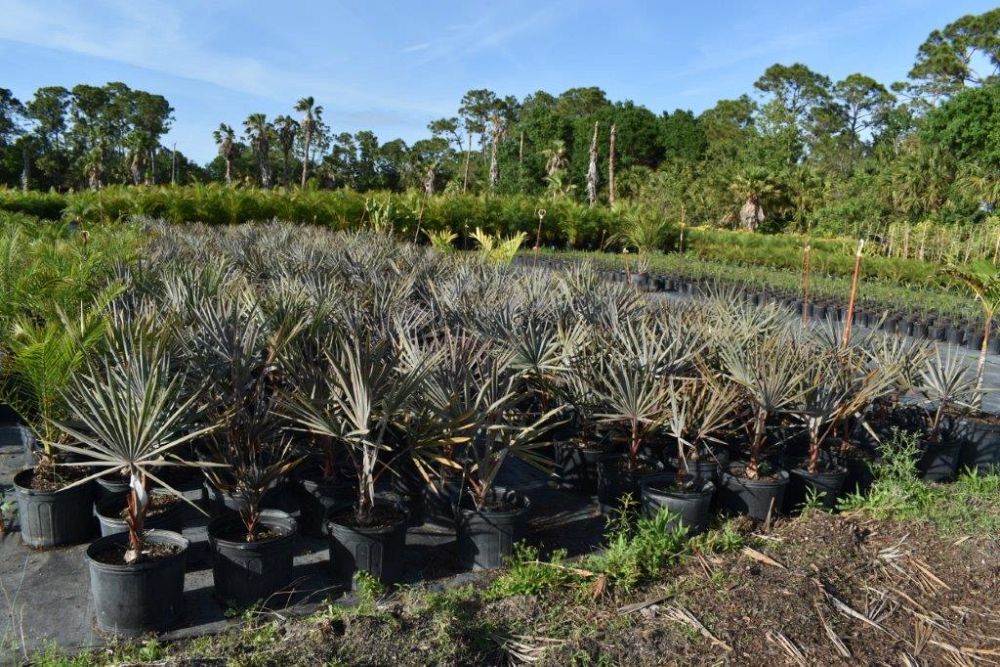 bismarckia-nobilis-silver-bismarck-palm