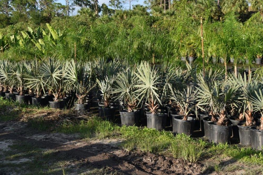 bismarckia-nobilis-silver-bismarck-palm