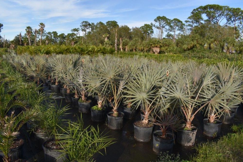bismarckia-nobilis-silver-bismarck-palm