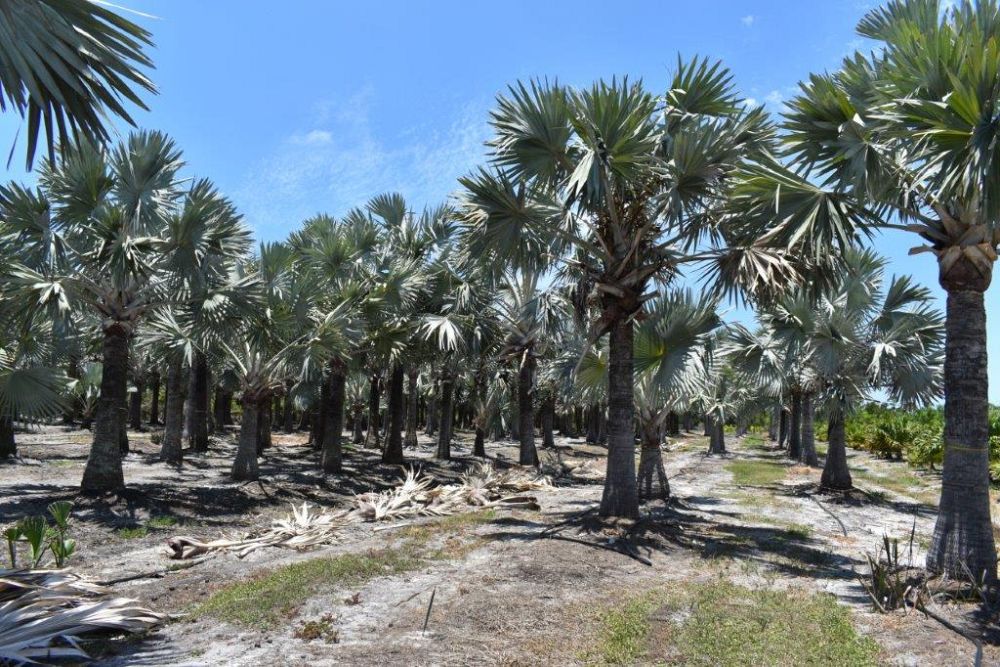 bismarckia-nobilis-silver-bismarck-palm