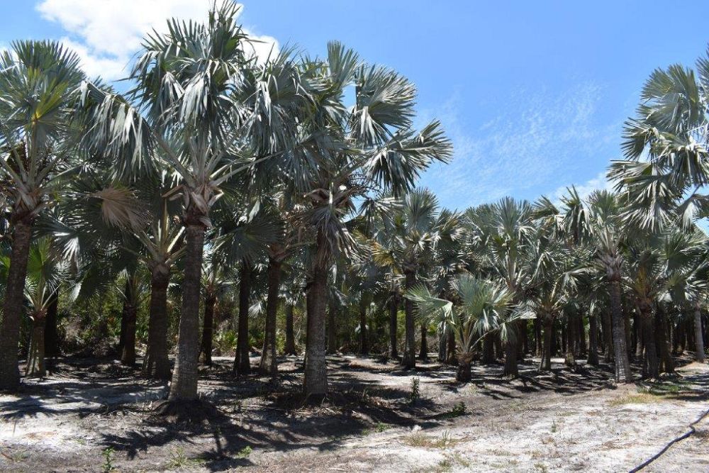 bismarckia-nobilis-silver-bismarck-palm