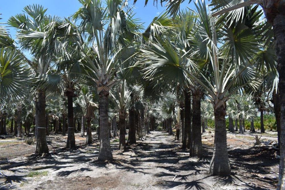 bismarckia-nobilis-silver-bismarck-palm
