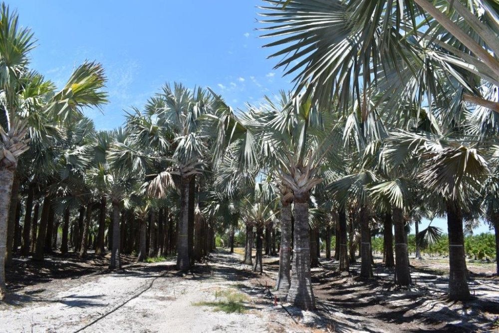 bismarckia-nobilis-silver-bismarck-palm