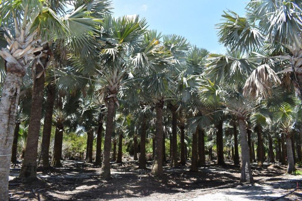 bismarckia-nobilis-silver-bismarck-palm