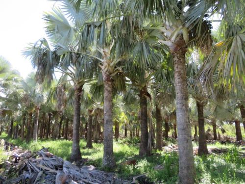 bismarckia-nobilis-silver-bismarck-palm