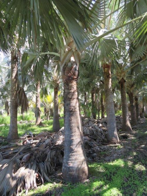 bismarckia-nobilis-silver-bismarck-palm