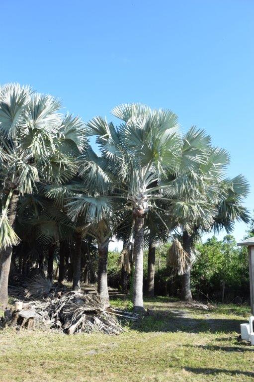 bismarckia-nobilis-silver-bismarck-palm
