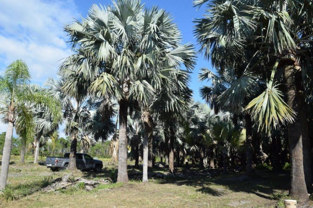 bismarckia-nobilis-silver-bismarck-palm