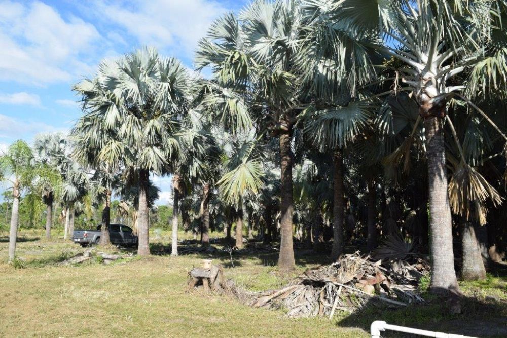 bismarckia-nobilis-silver-bismarck-palm