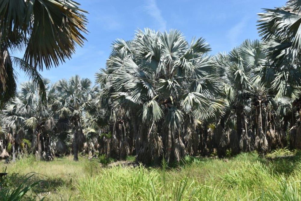 bismarckia-nobilis-silver-bismarck-palm