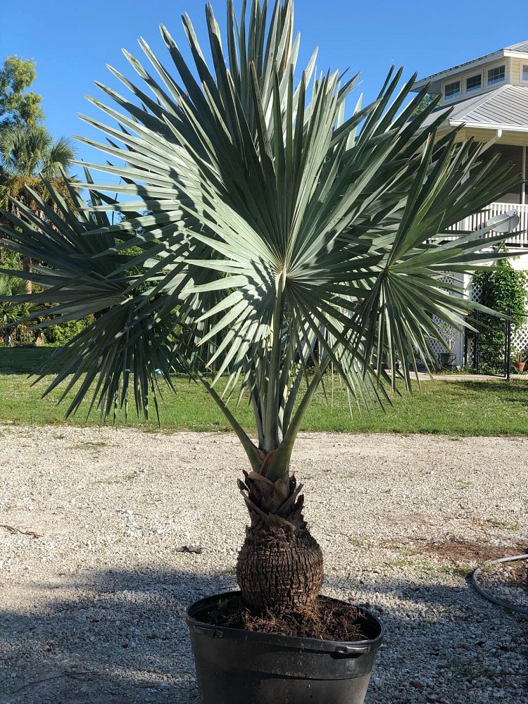 bismarckia-nobilis-silver-bismarck-palm