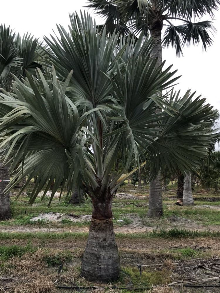 bismarckia-nobilis-silver-bismarck-palm
