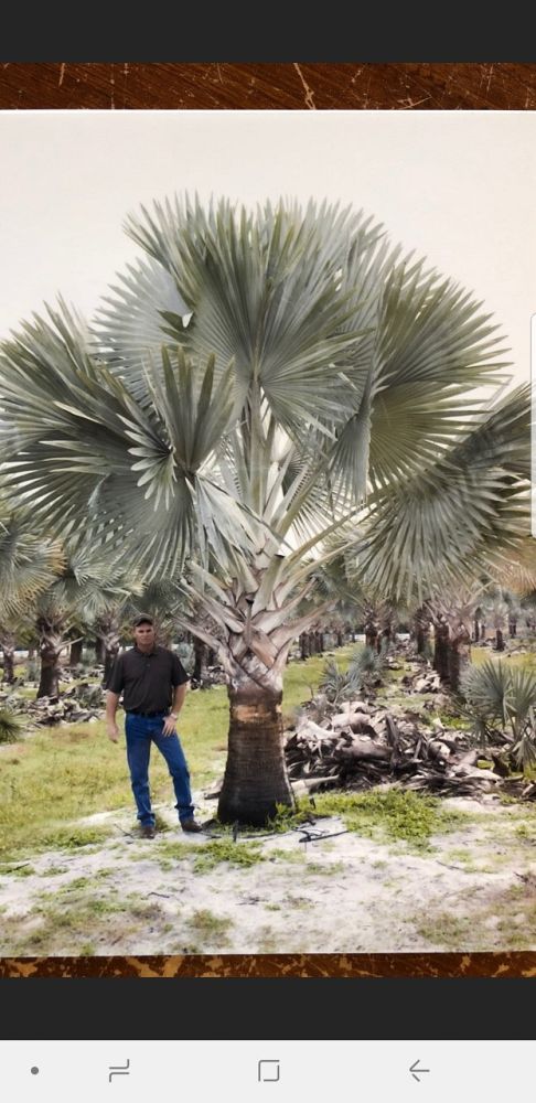 bismarckia-nobilis-silver-bismarck-palm