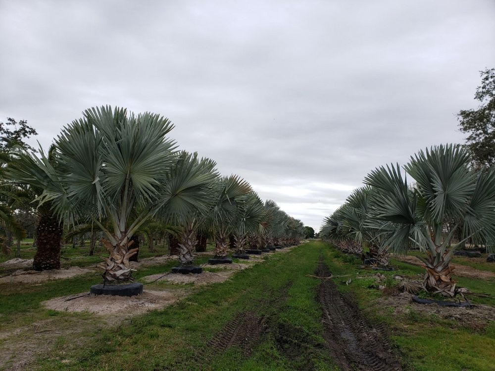 bismarckia-nobilis-silver-bismarck-palm