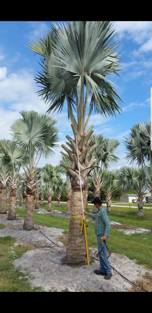 bismarckia-nobilis-silver-bismarck-palm