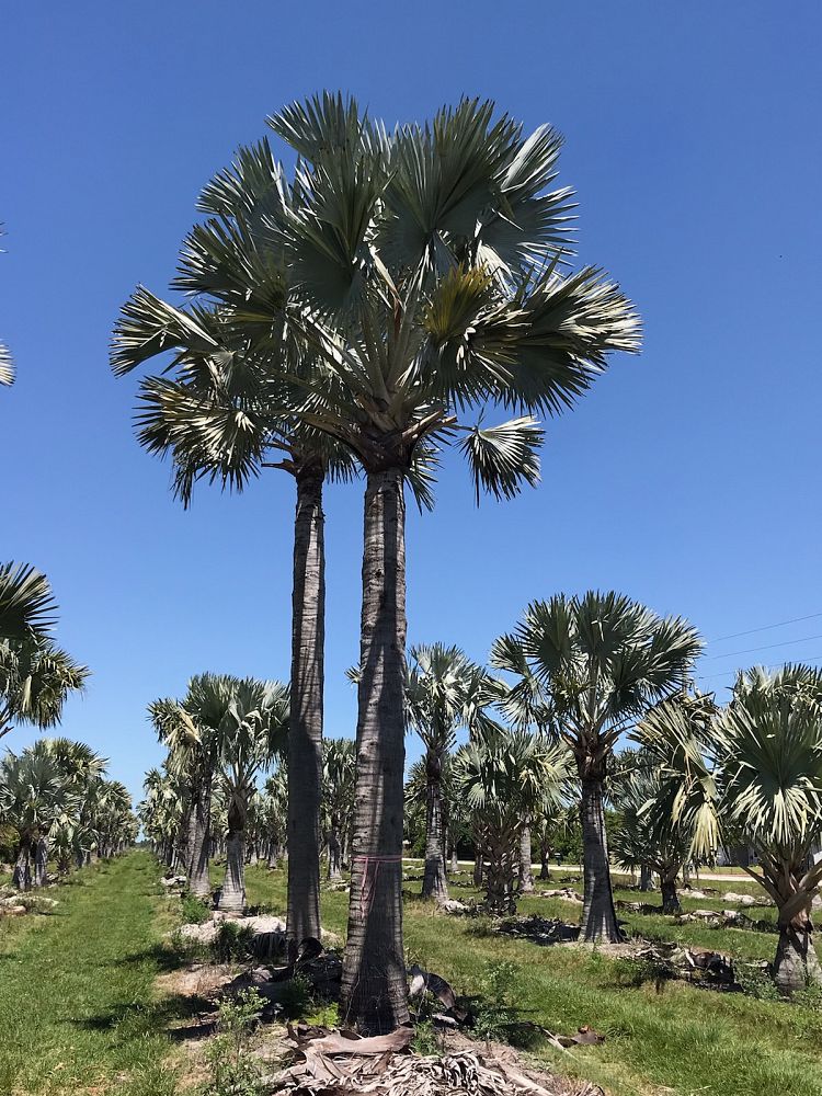 bismarckia-nobilis-silver-bismarck-palm