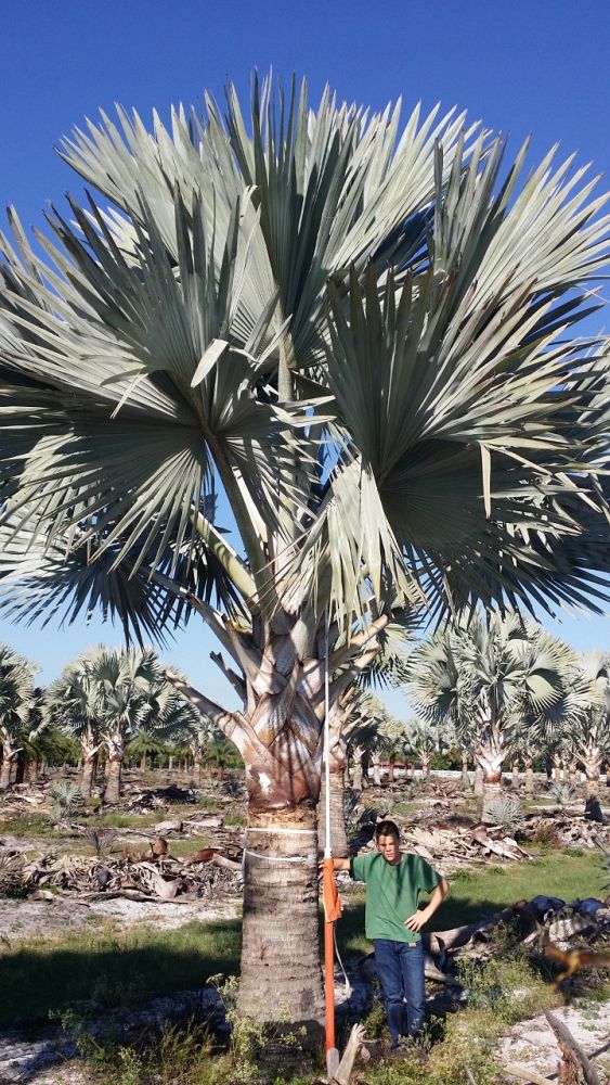 bismarckia-nobilis-silver-bismarck-palm