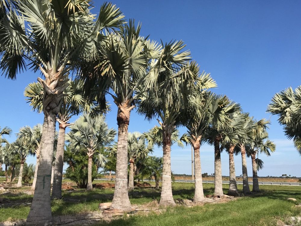 bismarckia-nobilis-silver-bismarck-palm