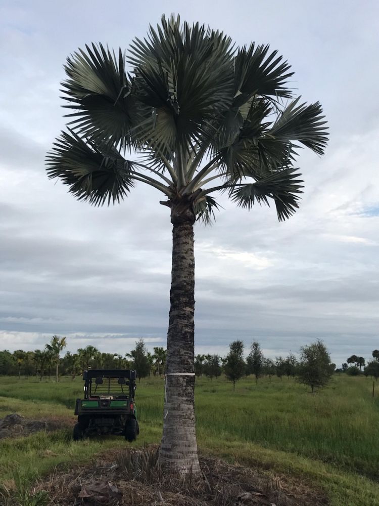 bismarckia-nobilis-silver-bismarck-palm