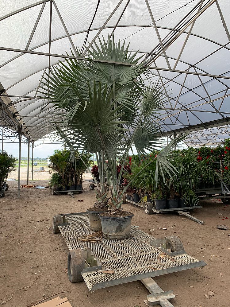 bismarckia-nobilis-silver-bismarck-palm