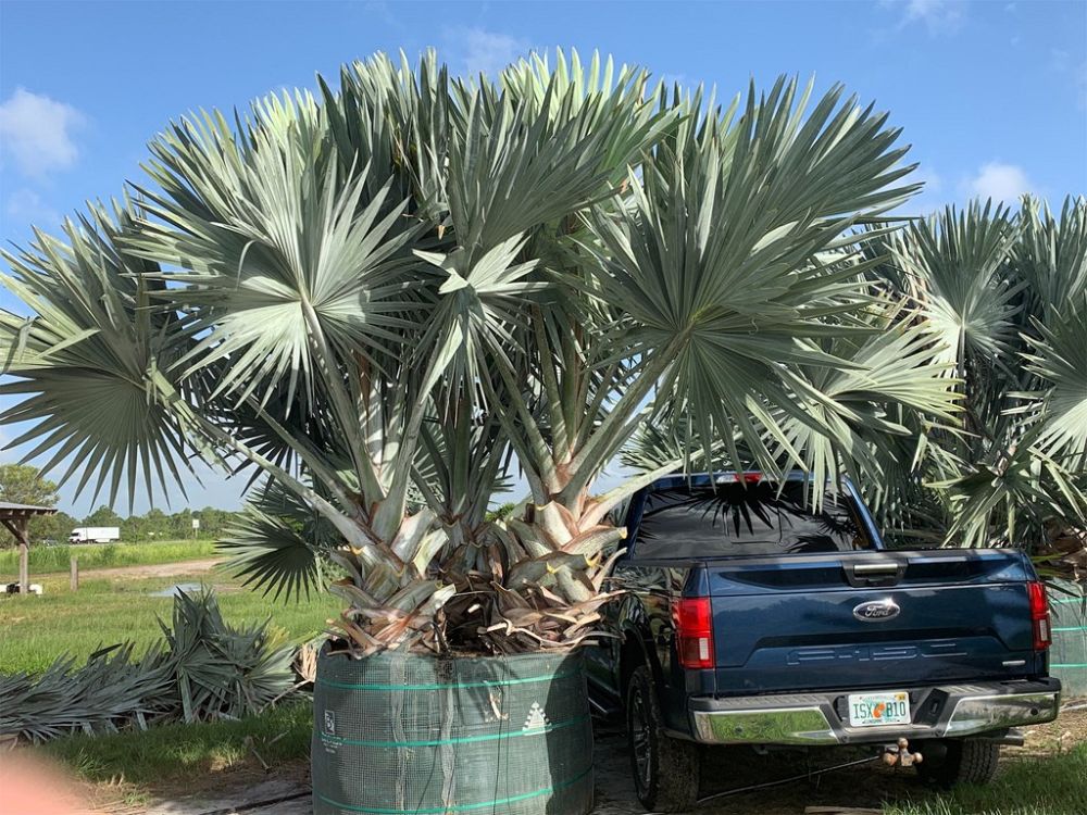 bismarckia-nobilis-silver-bismarck-palm