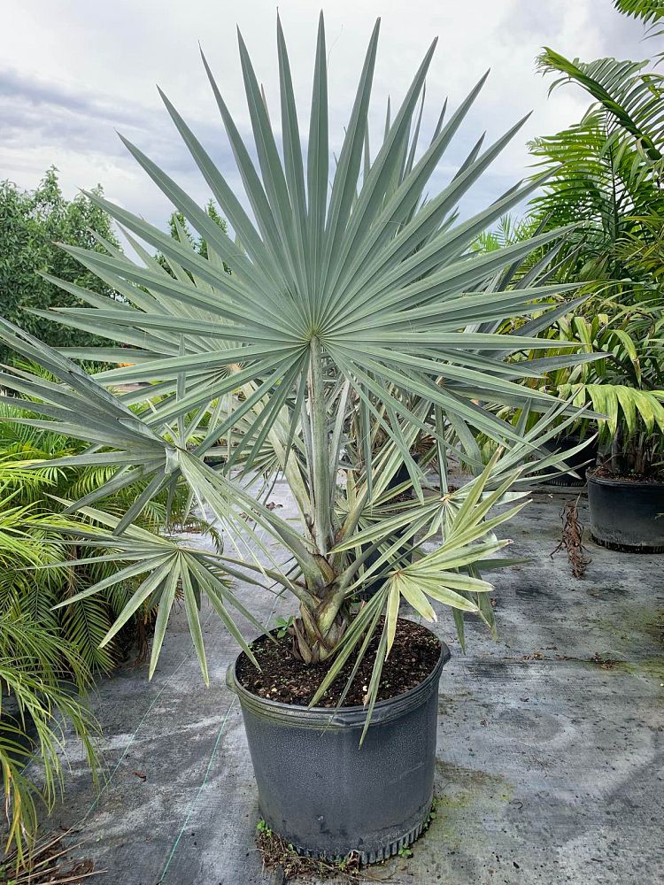 bismarckia-nobilis-silver-bismarck-palm