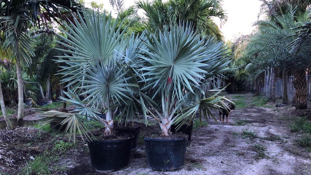 bismarckia-nobilis-silver-bismarck-palm