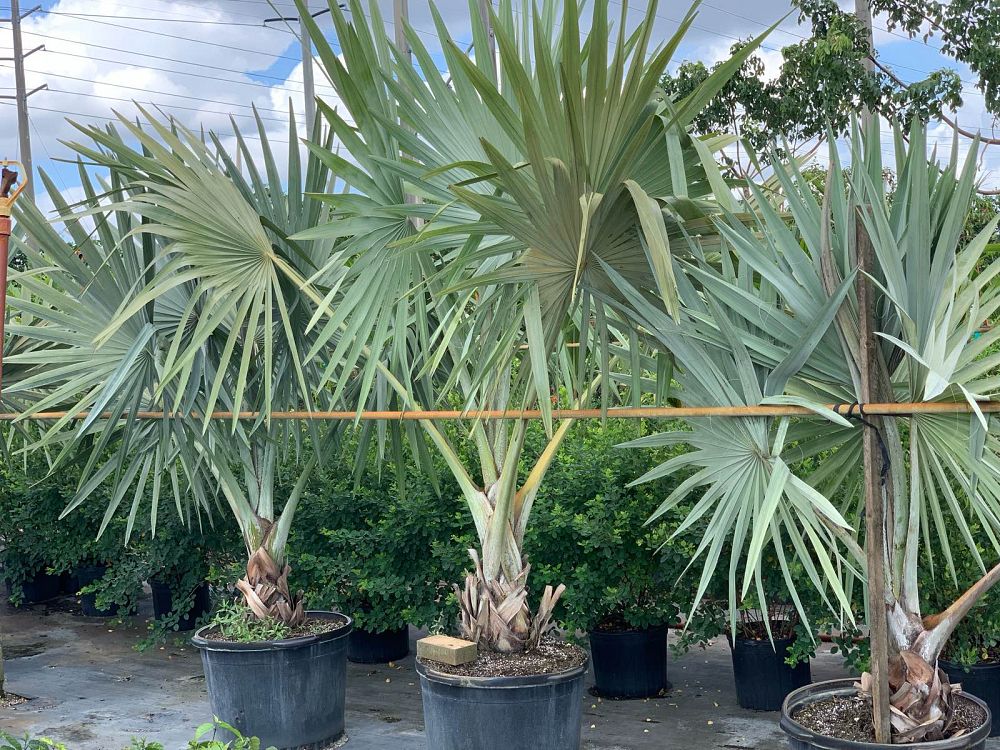 bismarckia-nobilis-silver-bismarck-palm