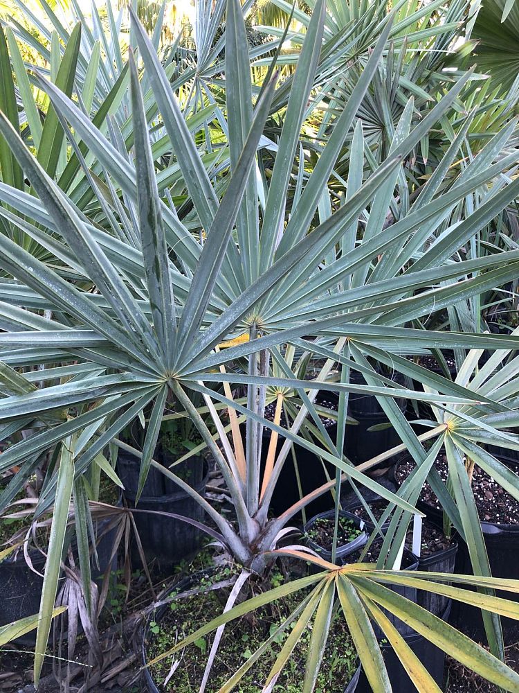 bismarckia-nobilis-silver-bismarck-palm