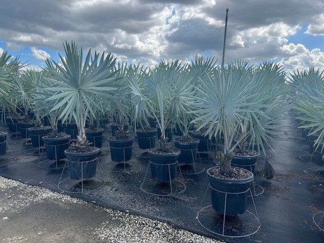 bismarckia-nobilis-silver-bismarck-palm