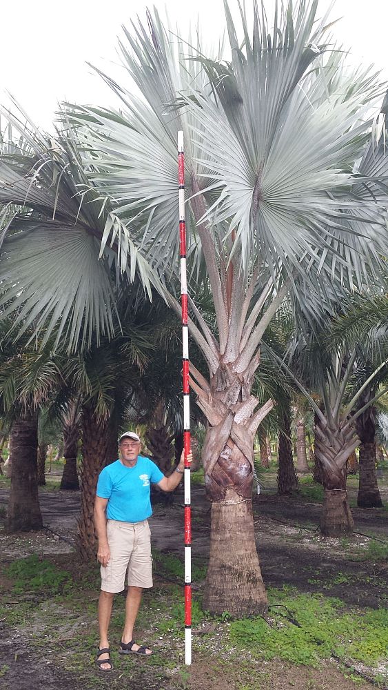 bismarckia-nobilis-silver-bismarck-palm