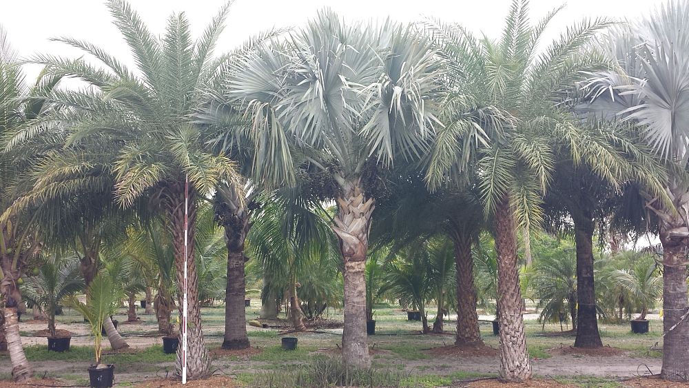 bismarckia-nobilis-silver-bismarck-palm