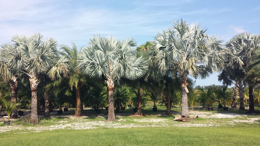 bismarckia-nobilis-silver-bismarck-palm